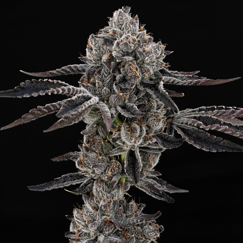 20 Bolo Runtz Clones