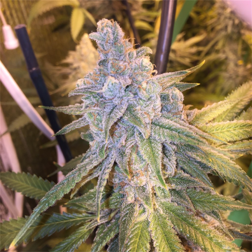 20 Legend OG Clones